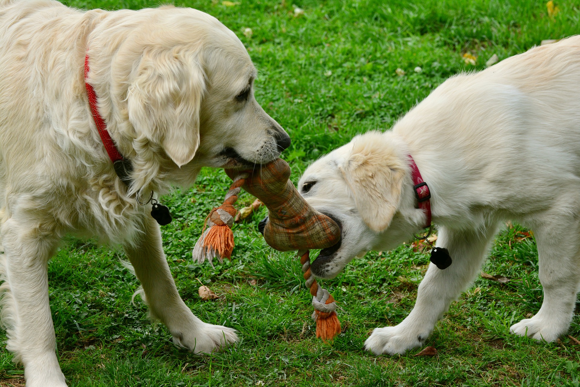 amazon product research dogs